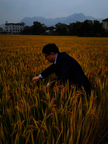 指导水稻生产